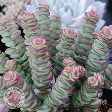 Load image into Gallery viewer, Crassula Baby&#39;s Necklace - John &amp; Norma&#39;s Succulents
