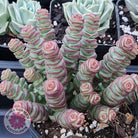 Crassula ‘Baby’s Necklace’ succulent with stacked green leaves and vibrant pink-red margins