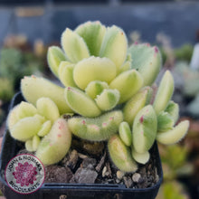 Load image into Gallery viewer, Cotyledon Tomentosa &#39;Bears Paw&#39; White Variegated - John &amp; Norma&#39;s Succulents
