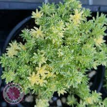 Load image into Gallery viewer, Sedum Japonicum variegata - Matcha Latte - John &amp; Norma&#39;s Succulents
