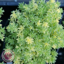 Load image into Gallery viewer, Sedum Japonicum variegata - Matcha Latte - John &amp; Norma&#39;s Succulents
