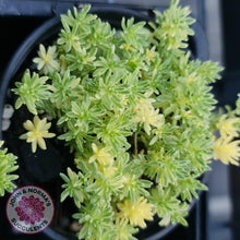 Load image into Gallery viewer, Sedum Japonicum variegata - Matcha Latte - John &amp; Norma&#39;s Succulents
