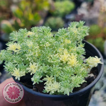 Load image into Gallery viewer, Sedum Japonicum variegata - Matcha Latte - John &amp; Norma&#39;s Succulents
