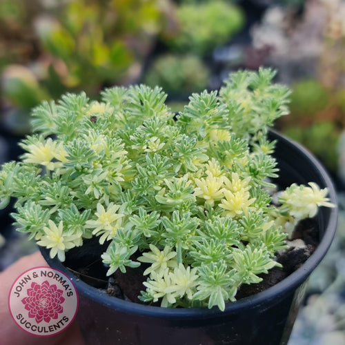 Sedum Japonicum variegata - Matcha Latte - John & Norma's Succulents