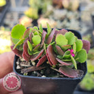 Kalanchoe Dwarf Hybrid - Hot Pink Flowers