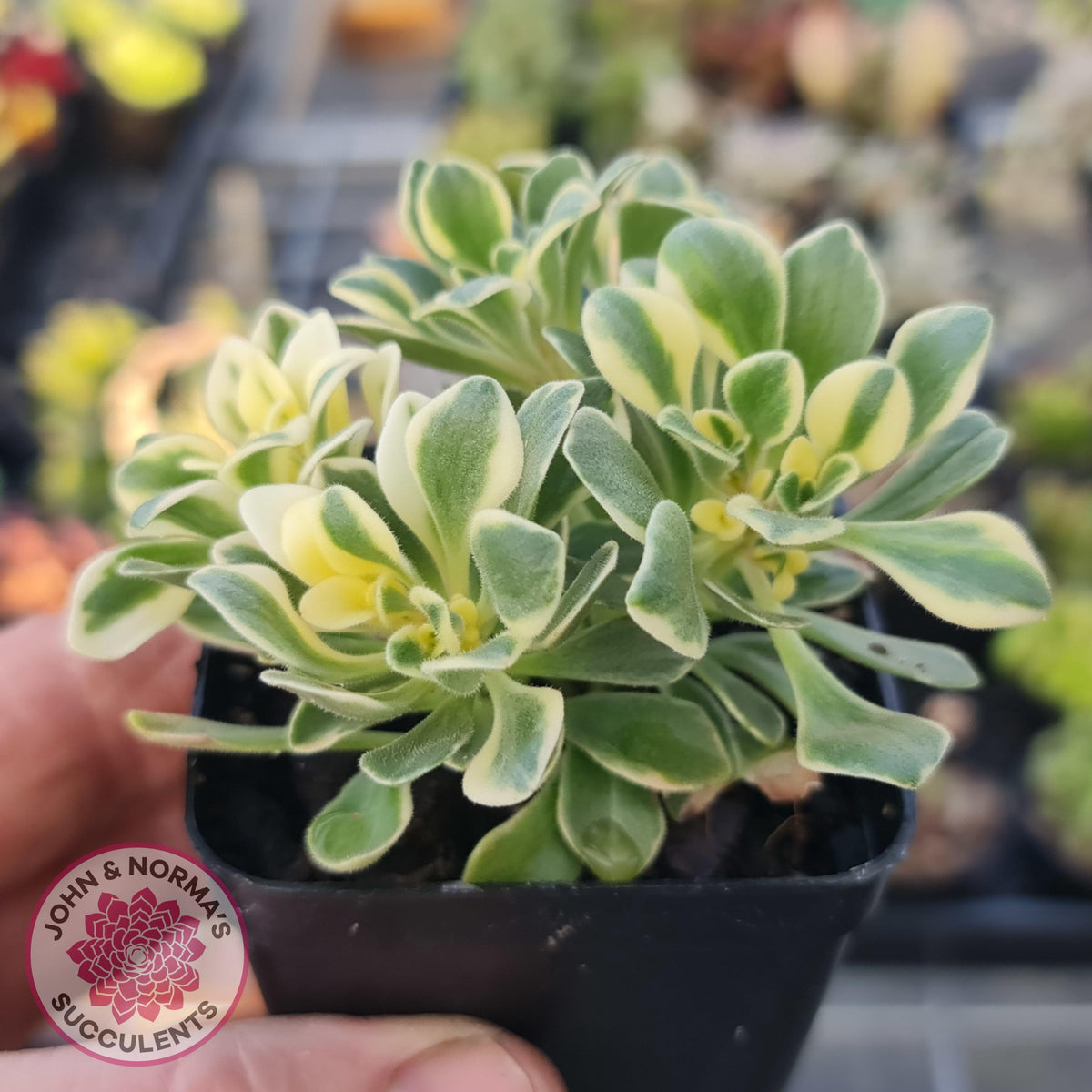 Aichryson x aizoides variegatum