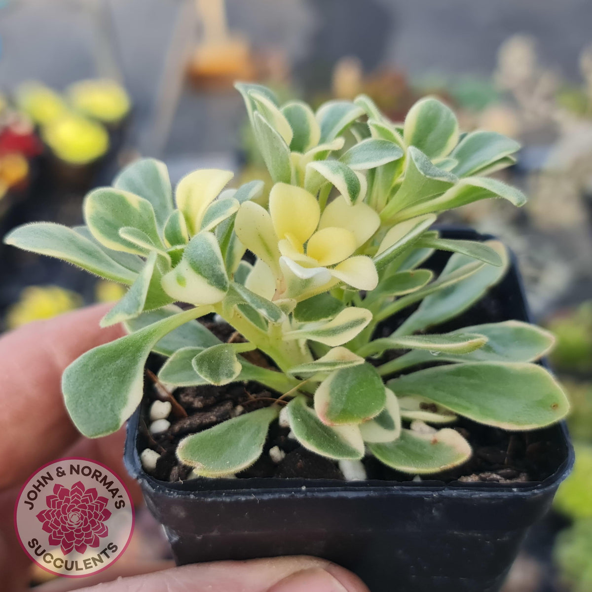 Aichryson x aizoides variegatum
