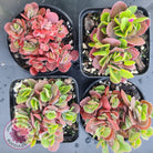 Kalanchoe Dwarf Hybrid - Hot Pink Flowers