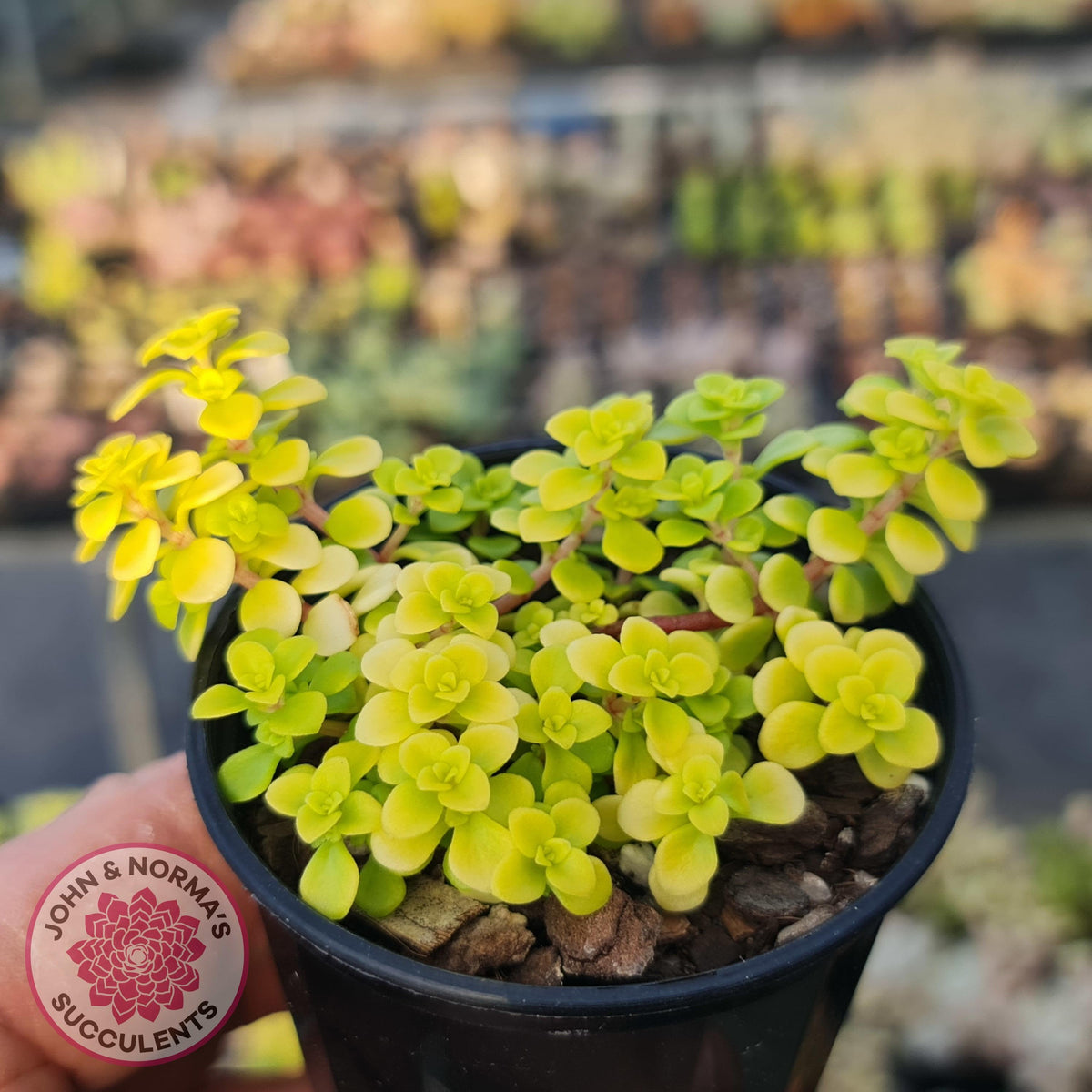 Sedum Makinoi Ogon