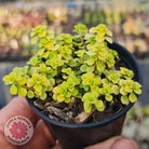 Sedum Makinoi Ogon