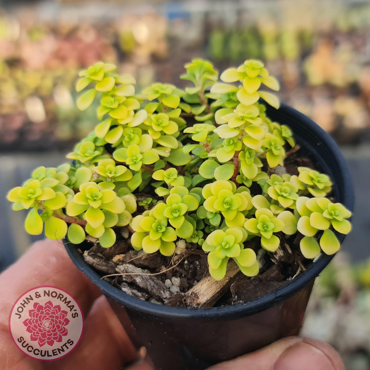 Sedum Makinoi Ogon