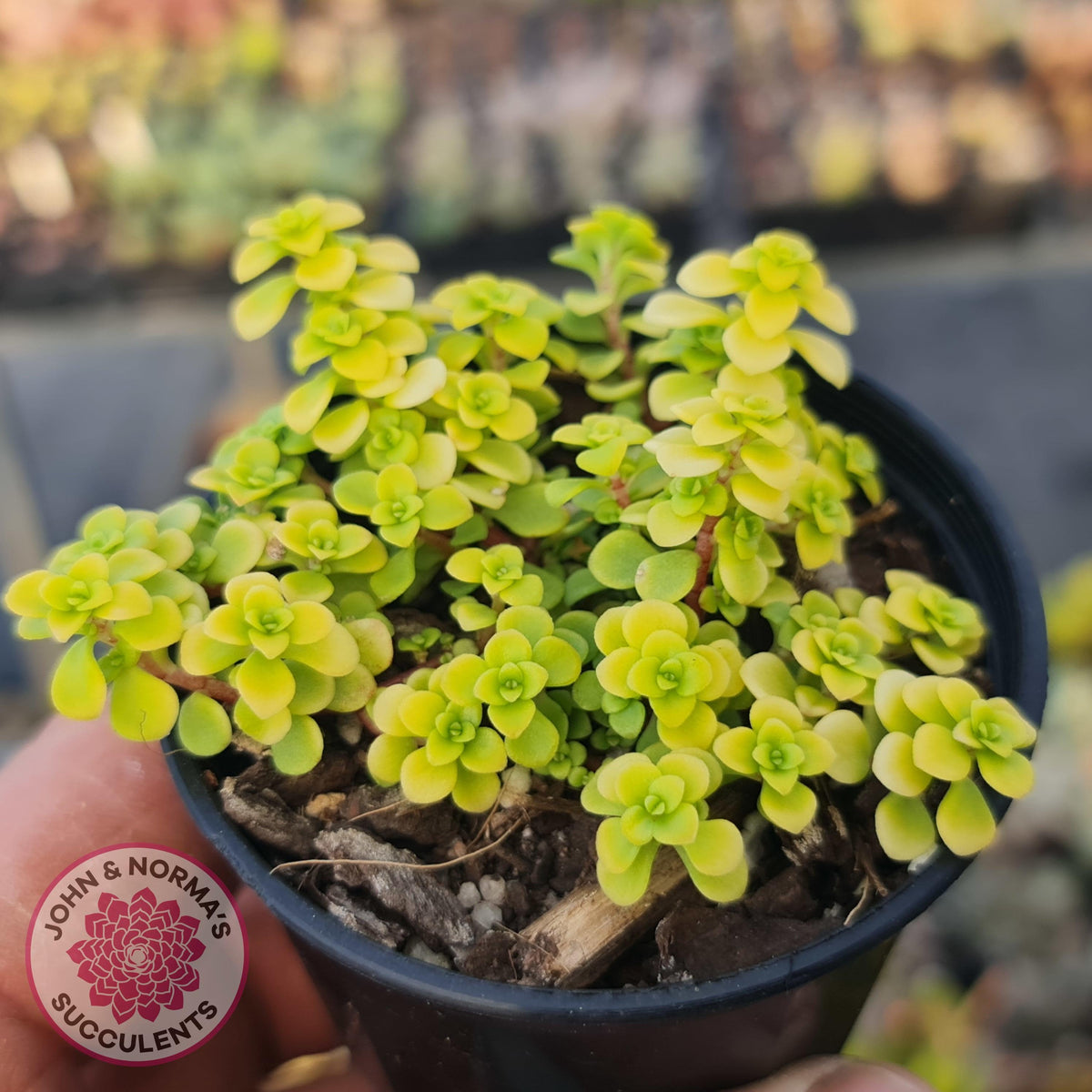 Sedum Makinoi Ogon