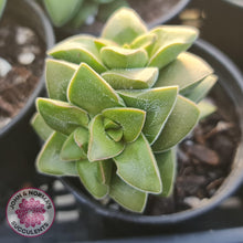 Load image into Gallery viewer, Crassula Springtime - John &amp; Norma&#39;s Succulents
