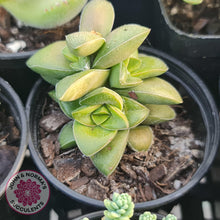 Load image into Gallery viewer, Crassula Springtime - John &amp; Norma&#39;s Succulents
