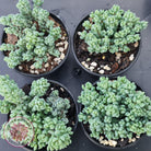 Sedum dasyphyllum 'Lilac Mound'