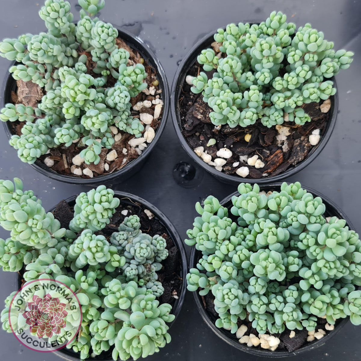 Sedum dasyphyllum 'Lilac Mound'