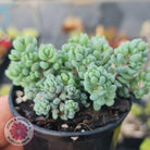 Sedum dasyphyllum 'Lilac Mound'