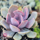 Graptoveria 'Debbie'
