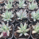 Pachyphytum compactum - White form