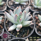Pachyphytum compactum - White form