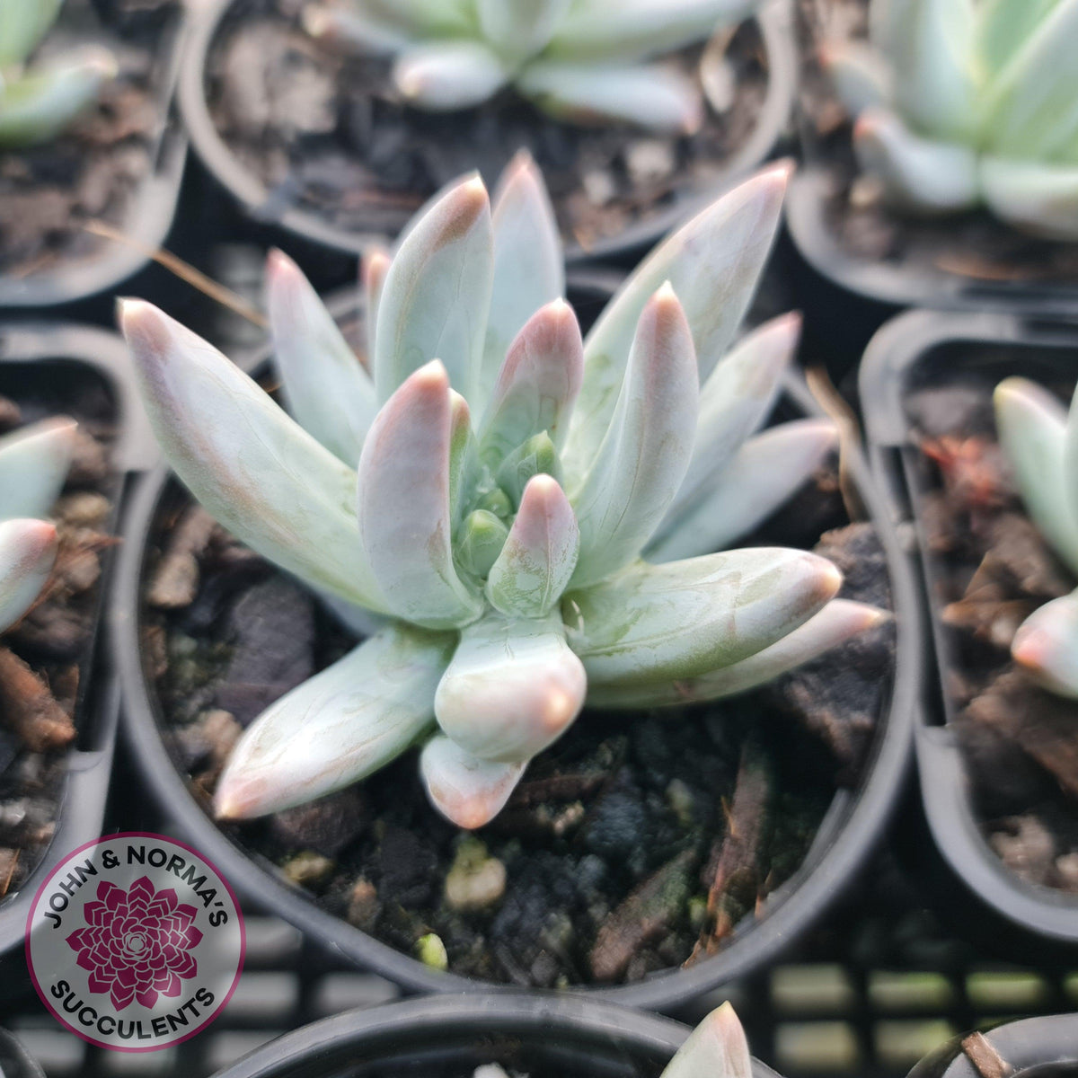 Pachyphytum compactum - White form