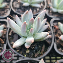 Load image into Gallery viewer, Pachyphytum compactum - White form - John &amp; Norma&#39;s Succulents
