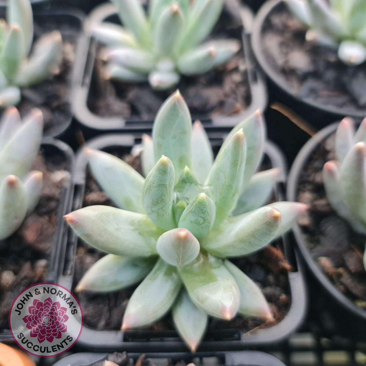 Pachyphytum compactum - White form