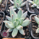 Pachyphytum compactum - White form