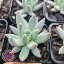 Load image into Gallery viewer, Pachyphytum compactum - White form - John &amp; Norma&#39;s Succulents
