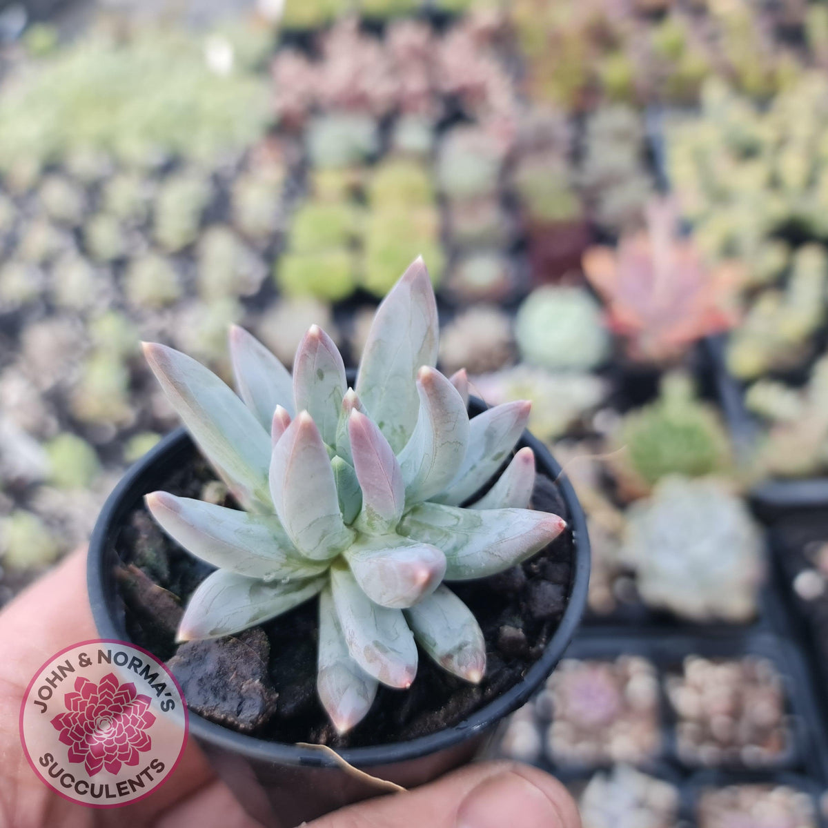 Pachyphytum compactum - White form