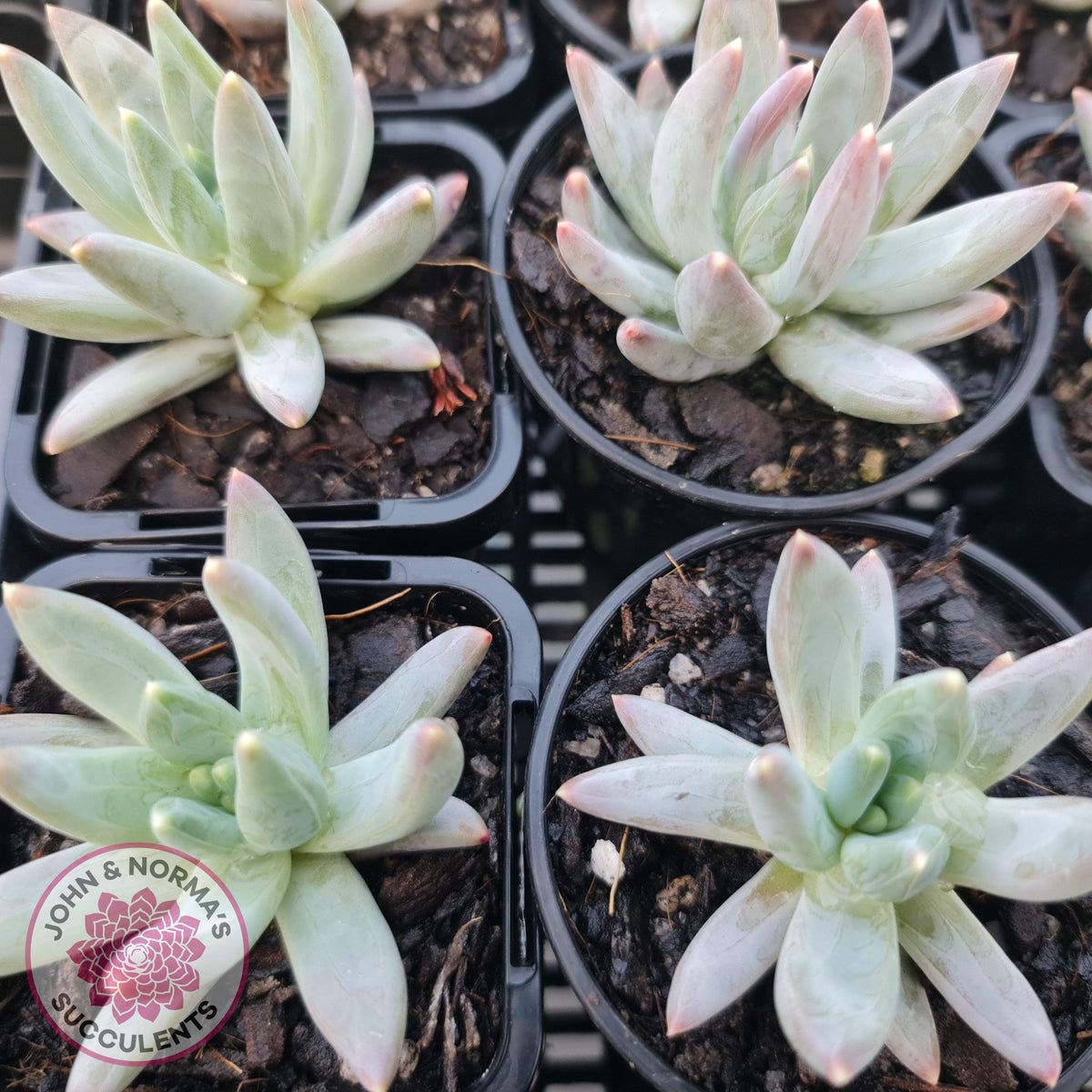 Pachyphytum compactum - White form