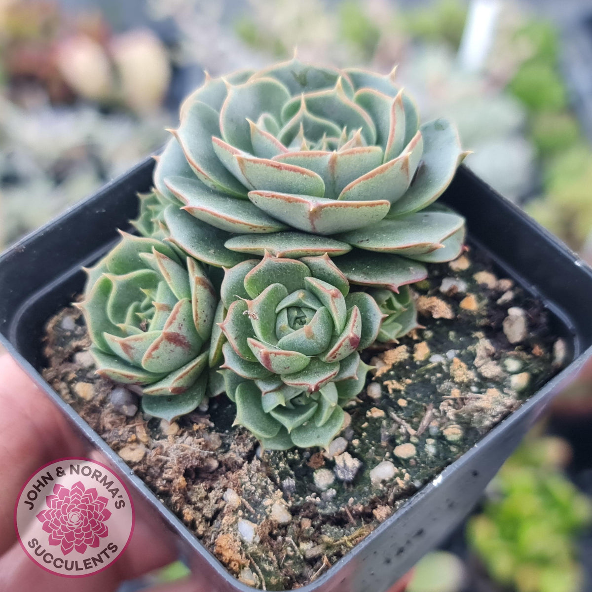 Echeveria longisima (Round Leaf form)