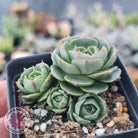 Echeveria longisima (Round Leaf form)