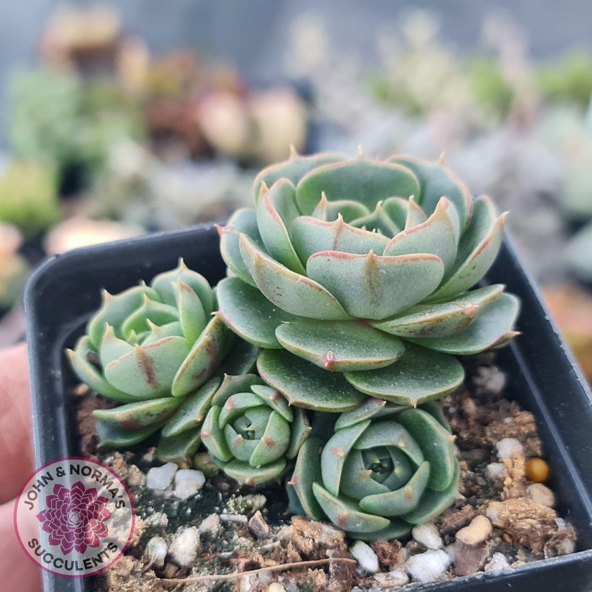 succulents with round leaves Buy Echeveria longisima (Round Leaf form) Australia