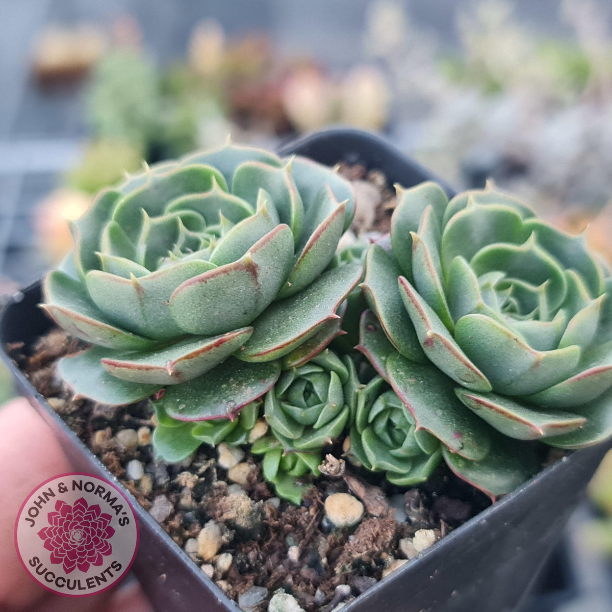 Echeveria longisima (Round Leaf form)