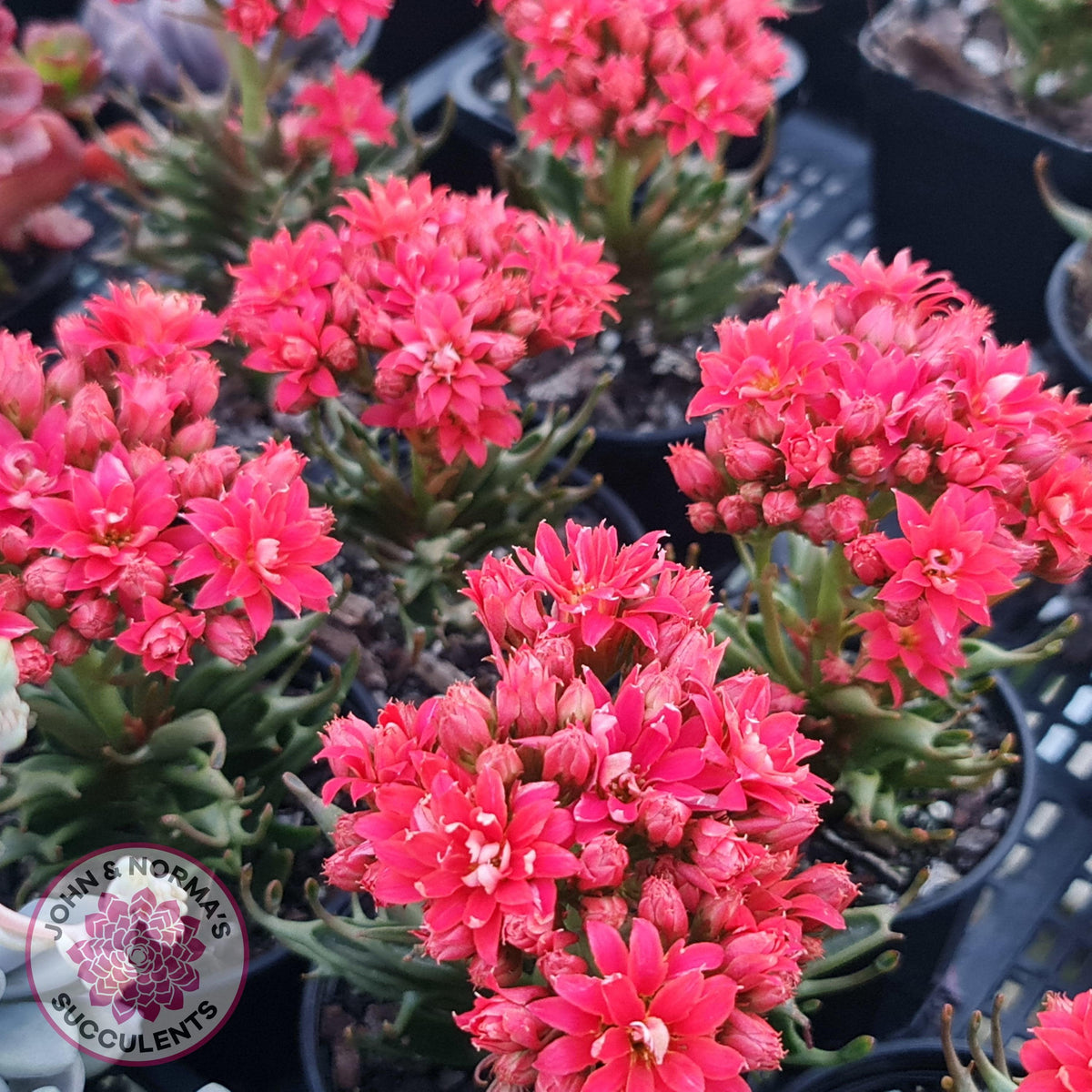 Kalanchoe Tarantula