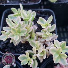 Load image into Gallery viewer, Crassula volkensii variegata - John &amp; Norma&#39;s Succulents
