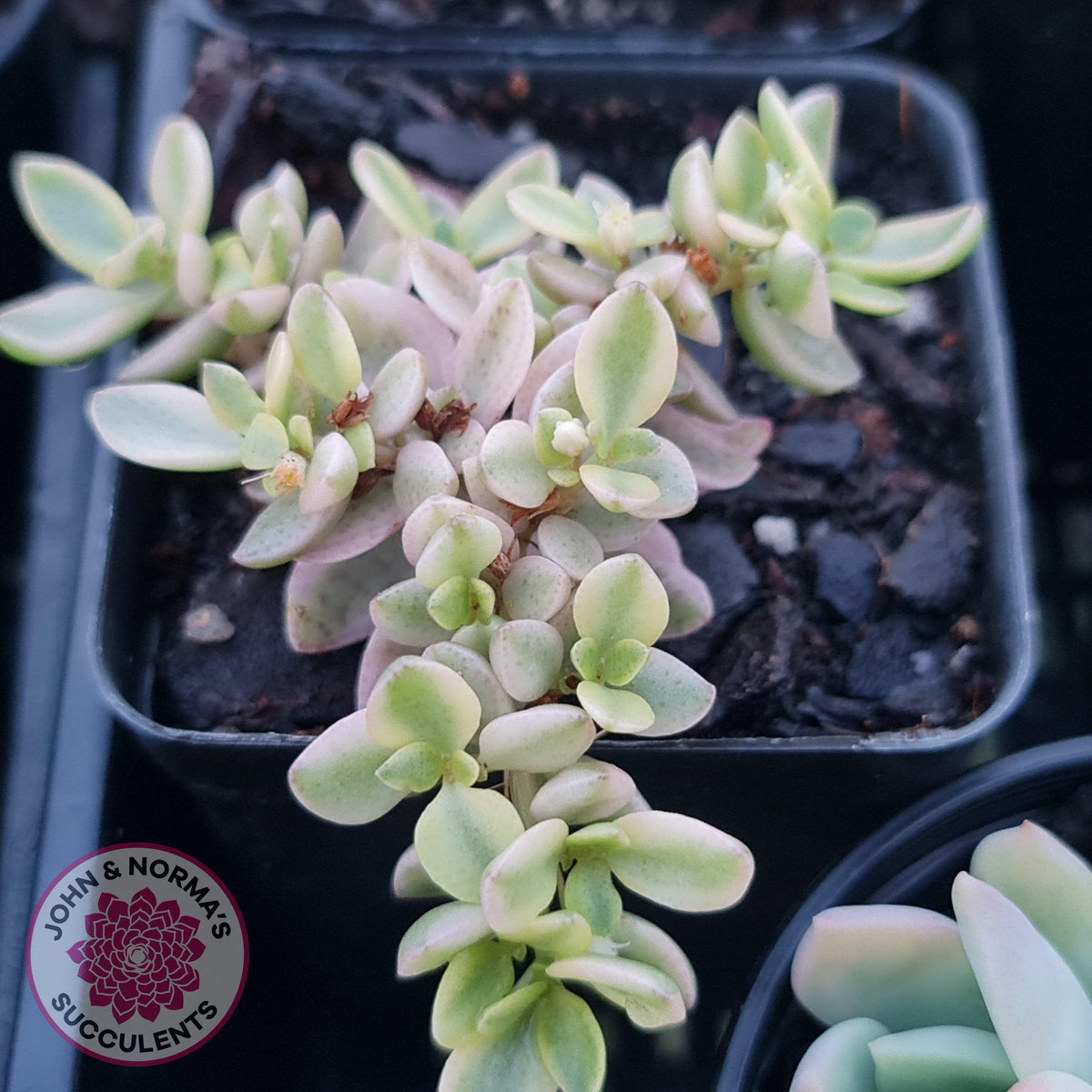 Crassula volkensii variegata