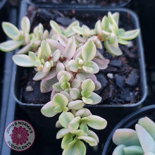 Load image into Gallery viewer, Crassula volkensii variegata - John &amp; Norma&#39;s Succulents
