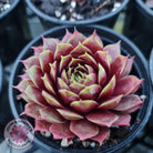 Sempervivum 'Marland Beauty'