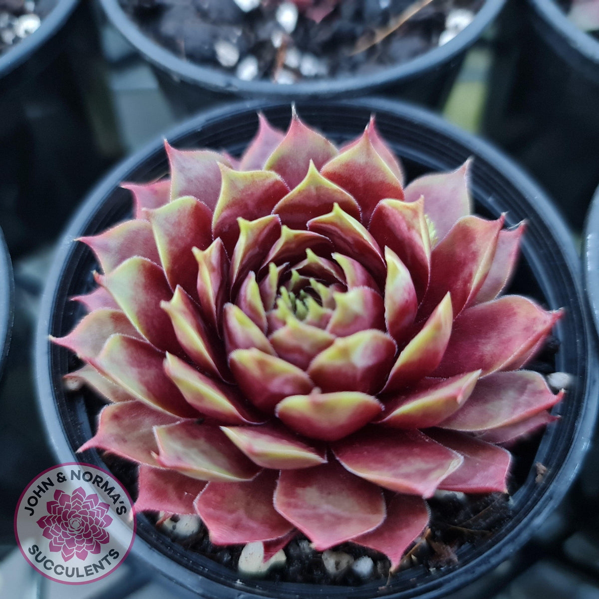 Sempervivum 'Marland Beauty'
