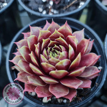 Load image into Gallery viewer, Sempervivum Marland Beauty - John &amp; Norma&#39;s Succulents
