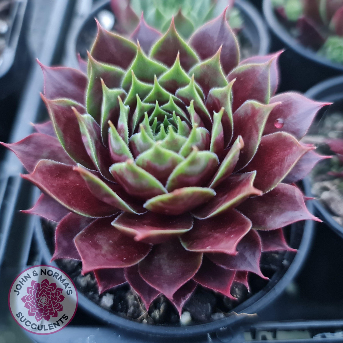 Sempervivum 'Marland Beauty'