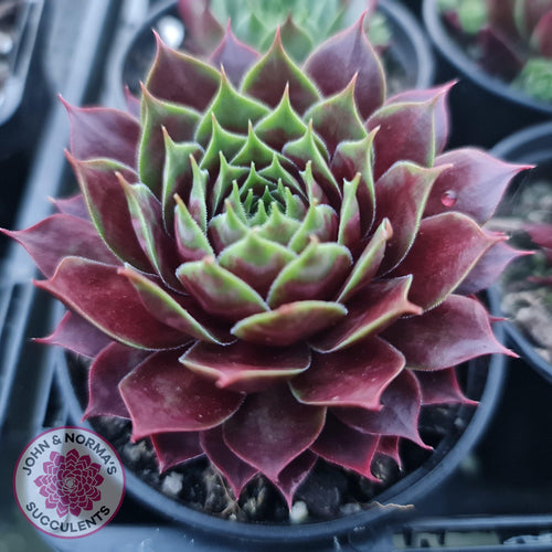 Sempervivum Marland Beauty - John & Norma's Succulents