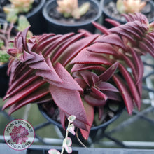 Load image into Gallery viewer, Crassula Red Pagoda Large form (burgundy) - John &amp; Norma&#39;s Succulents
