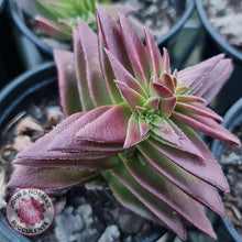 Load image into Gallery viewer, Crassula Red Pagoda Large form (burgundy) - John &amp; Norma&#39;s Succulents
