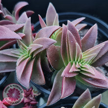 Load image into Gallery viewer, Crassula Red Pagoda Large form (burgundy) - John &amp; Norma&#39;s Succulents
