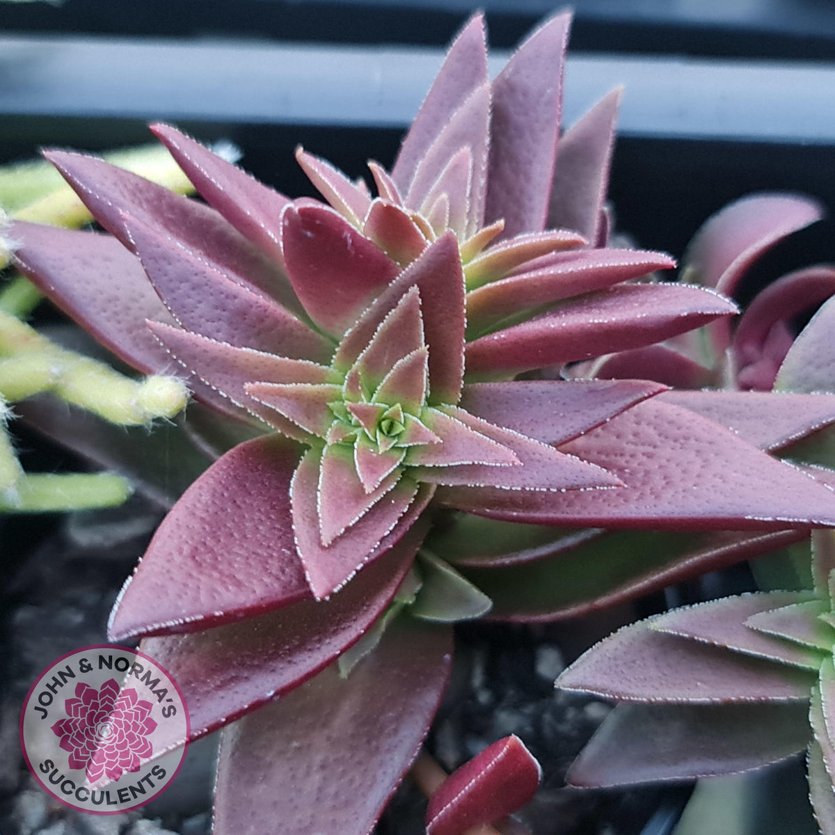 Crassula Red Pagoda Large form (burgundy)