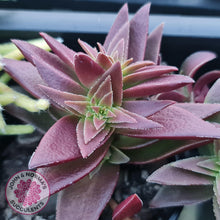 Load image into Gallery viewer, Crassula Red Pagoda Large form (burgundy) - John &amp; Norma&#39;s Succulents
