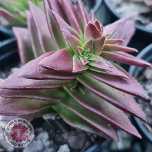 Load image into Gallery viewer, Crassula Red Pagoda Large form (burgundy) - John &amp; Norma&#39;s Succulents
